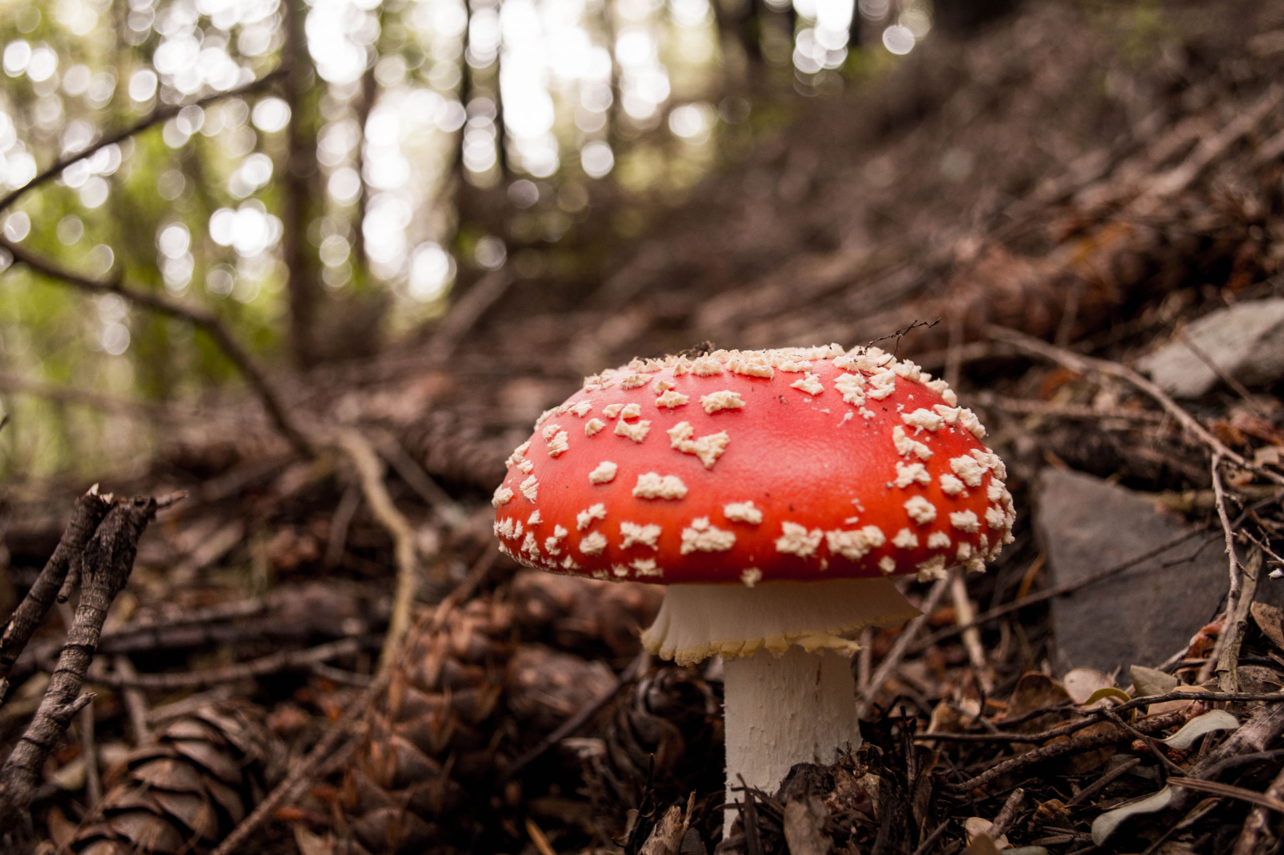 Fonds d'cran Nature Champignons Champignons