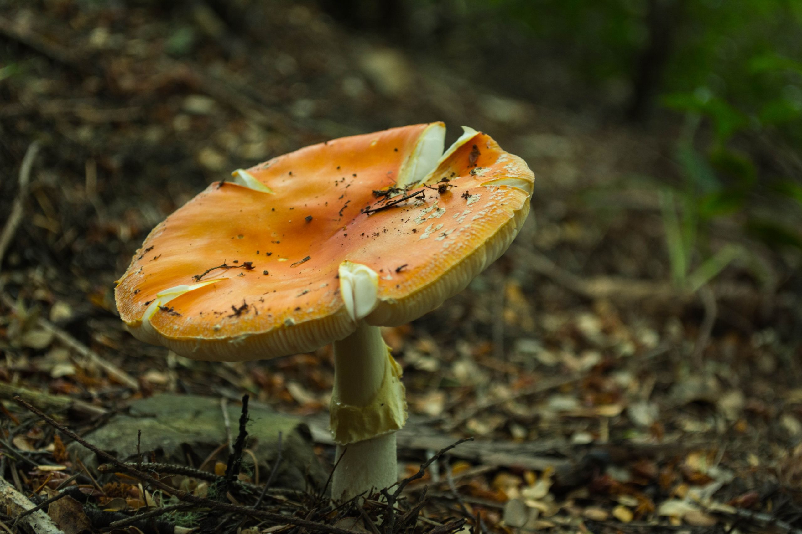 Wallpapers Nature Mushrooms Champignons