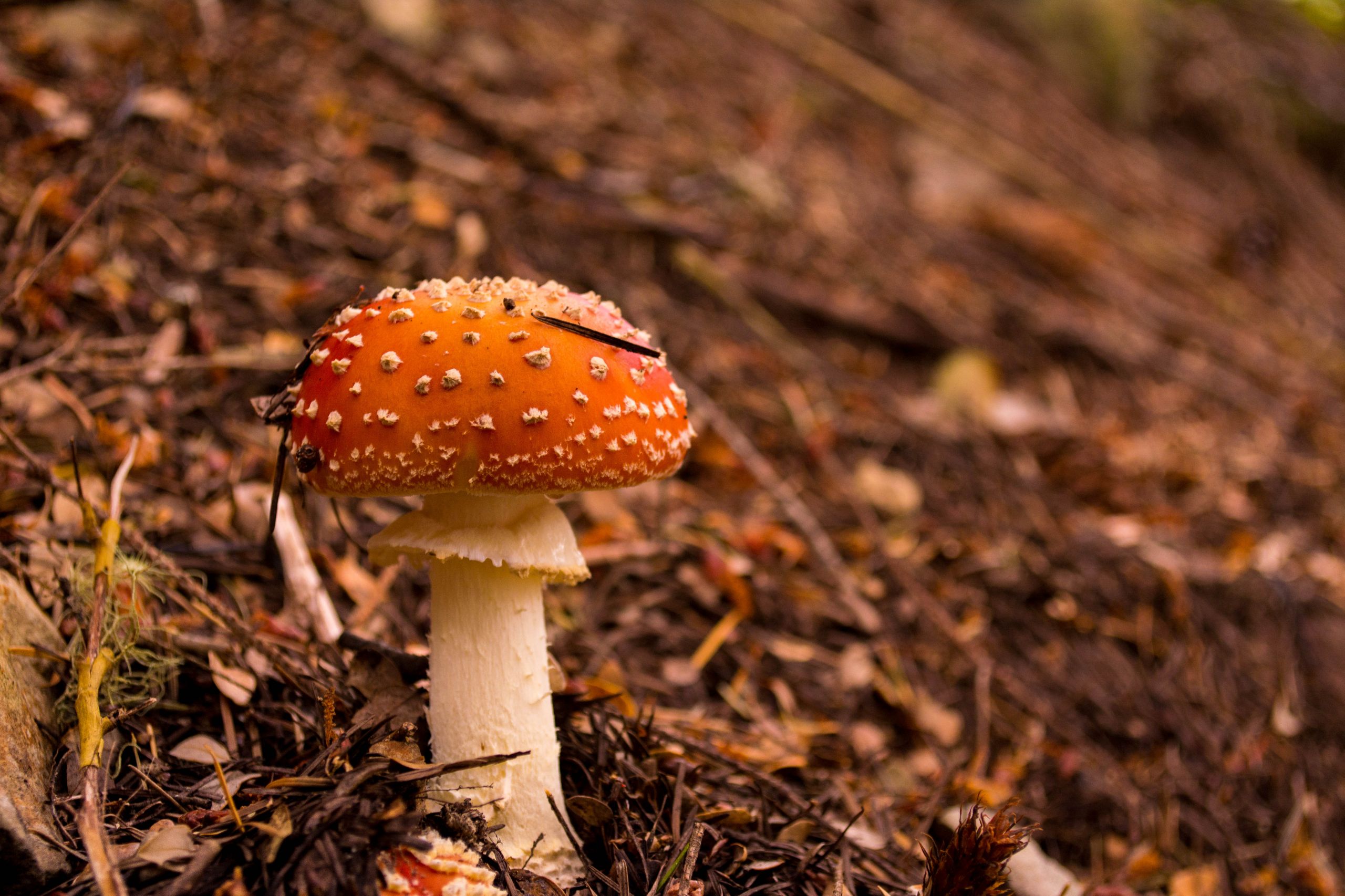 Wallpapers Nature Mushrooms Champignons