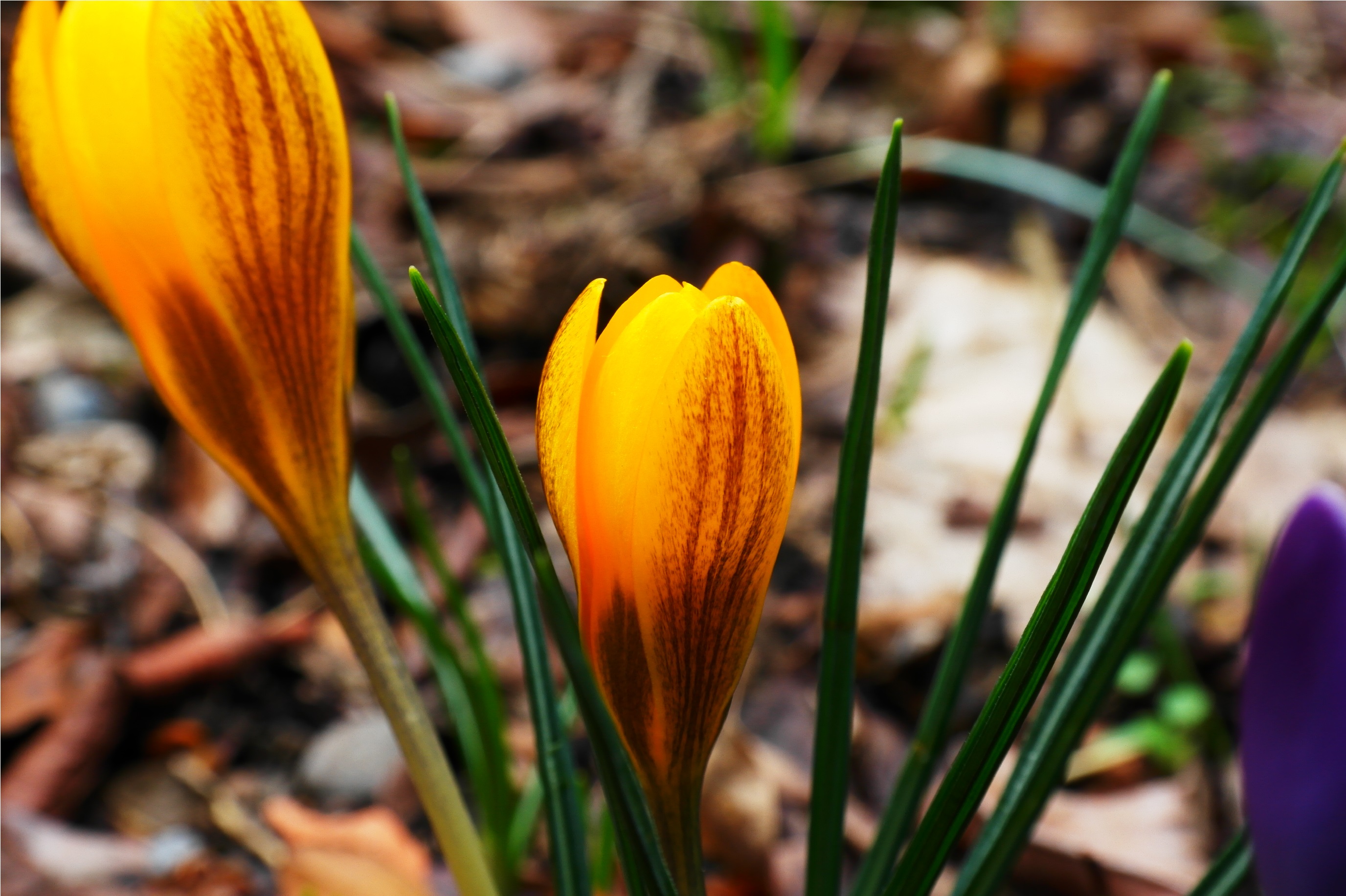 Fonds d'cran Nature Fleurs 