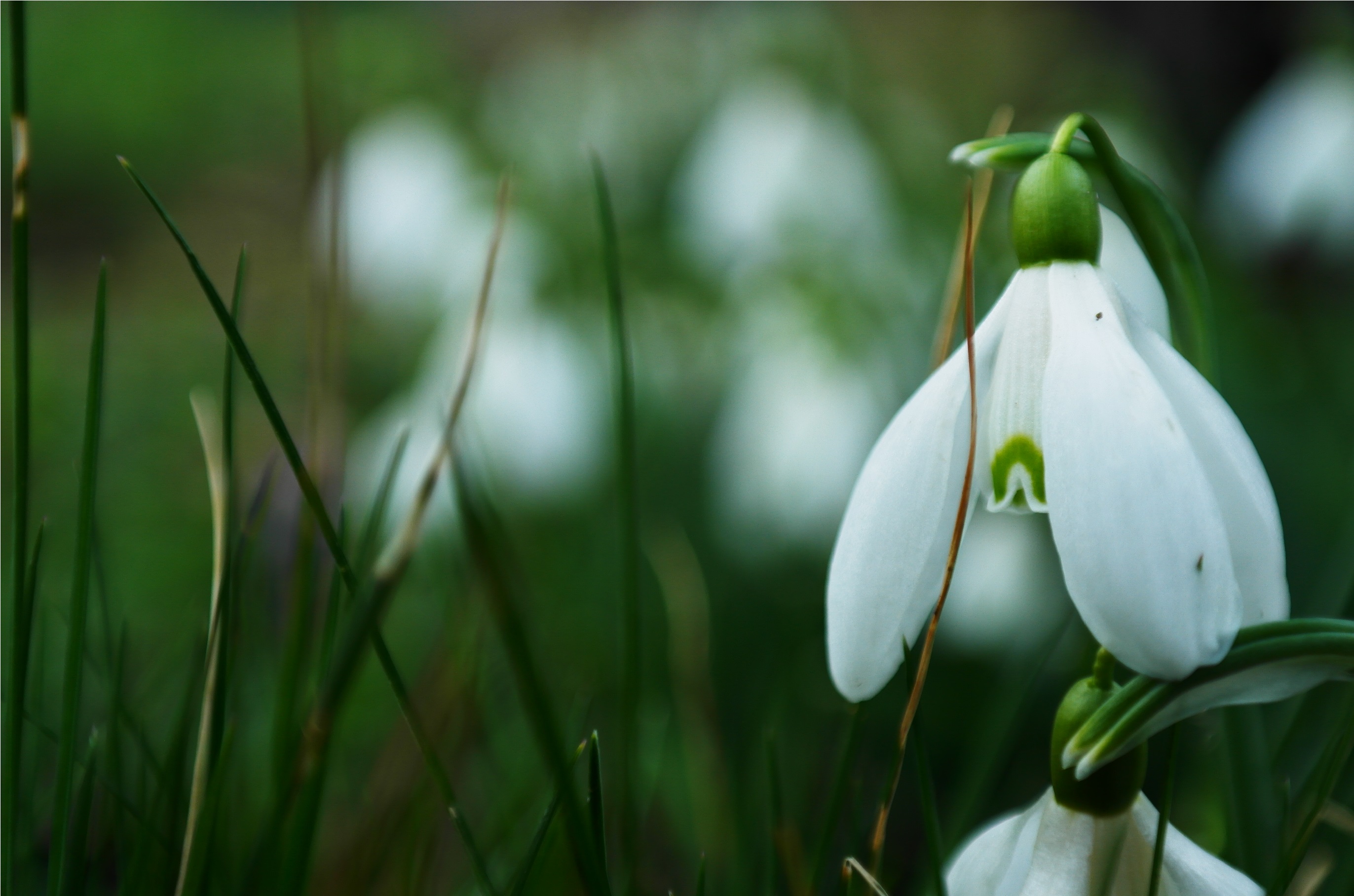 Wallpapers Nature Flowers 