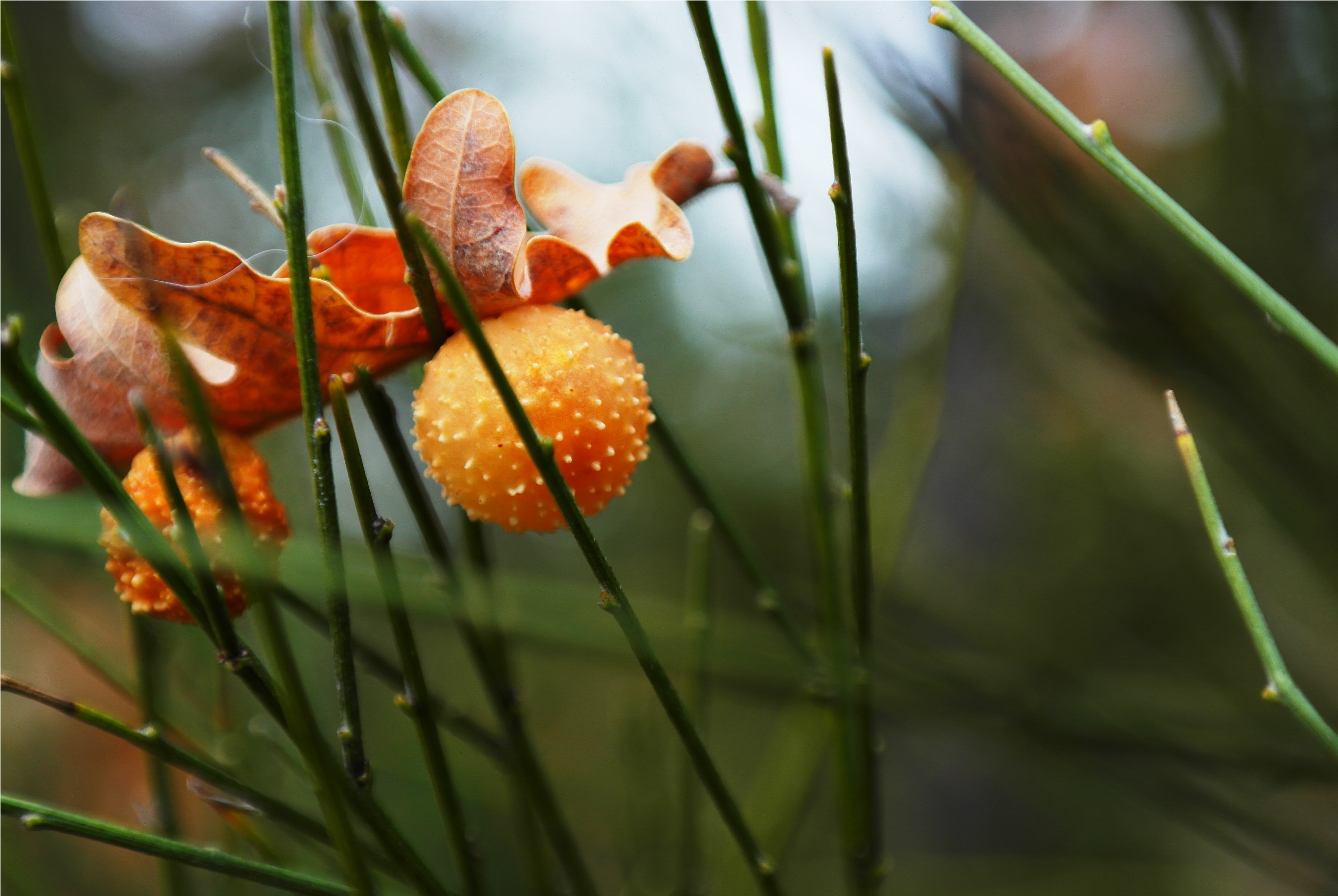 Wallpapers Nature Leaves - Foliage 