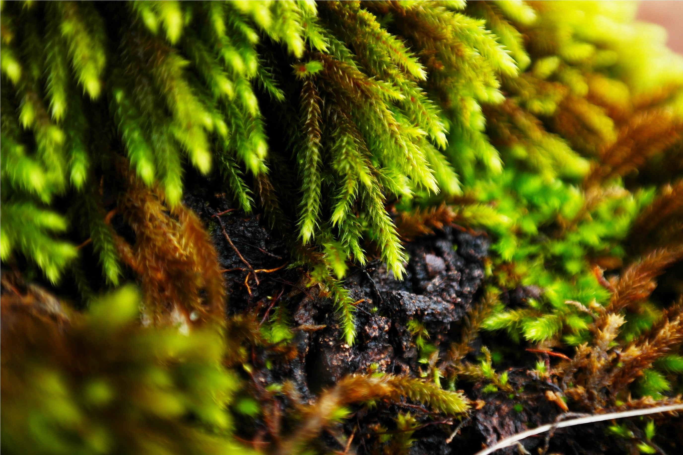 Wallpapers Nature Leaves - Foliage 