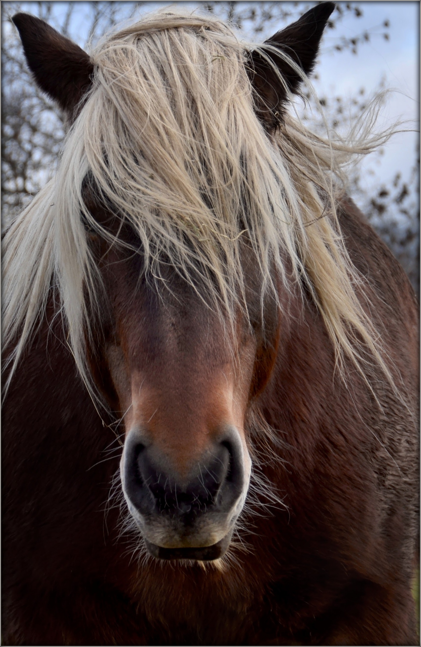 Fonds d'cran Animaux Chevaux Echevelé