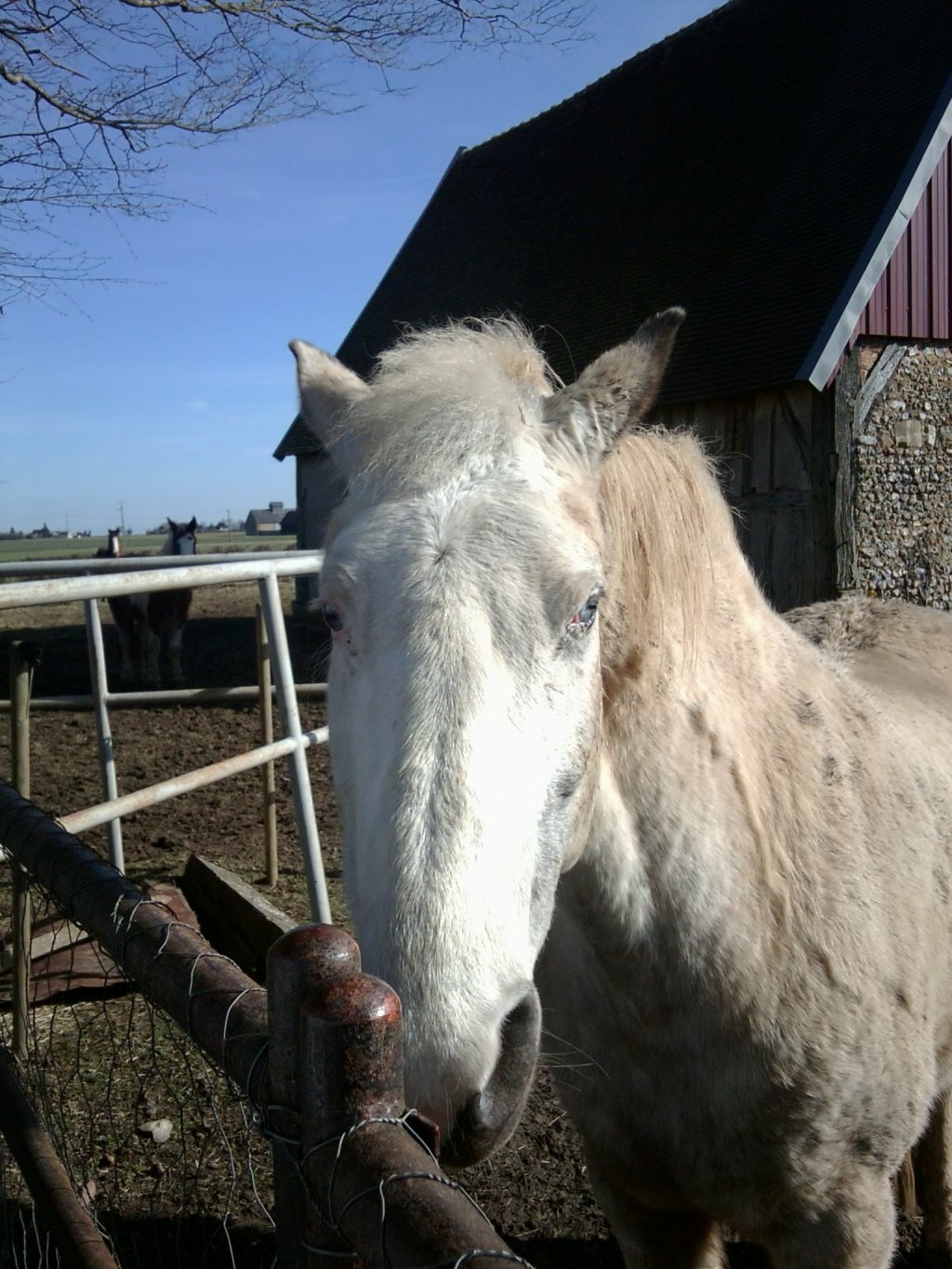 Wallpapers Animals Horses 