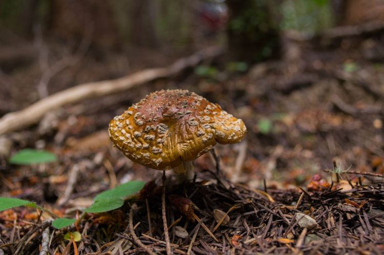 Fonds d'cran Nature Champignons Champignons