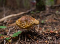  Nature Champignons