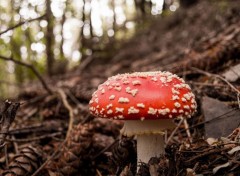  Nature Champignons