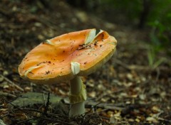  Nature Champignons