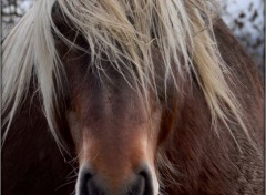  Animaux Echevelé