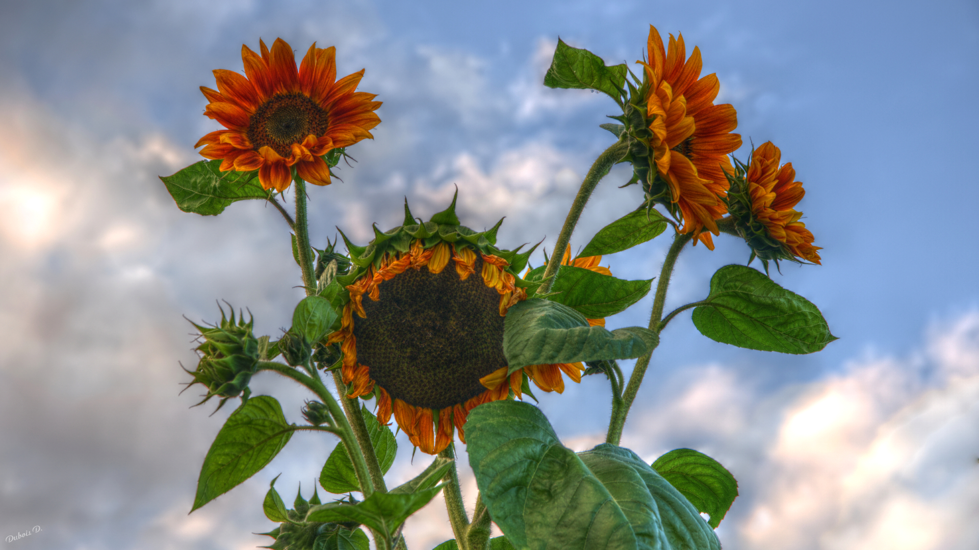 Fonds d'cran Nature Fleurs Mes tournesols