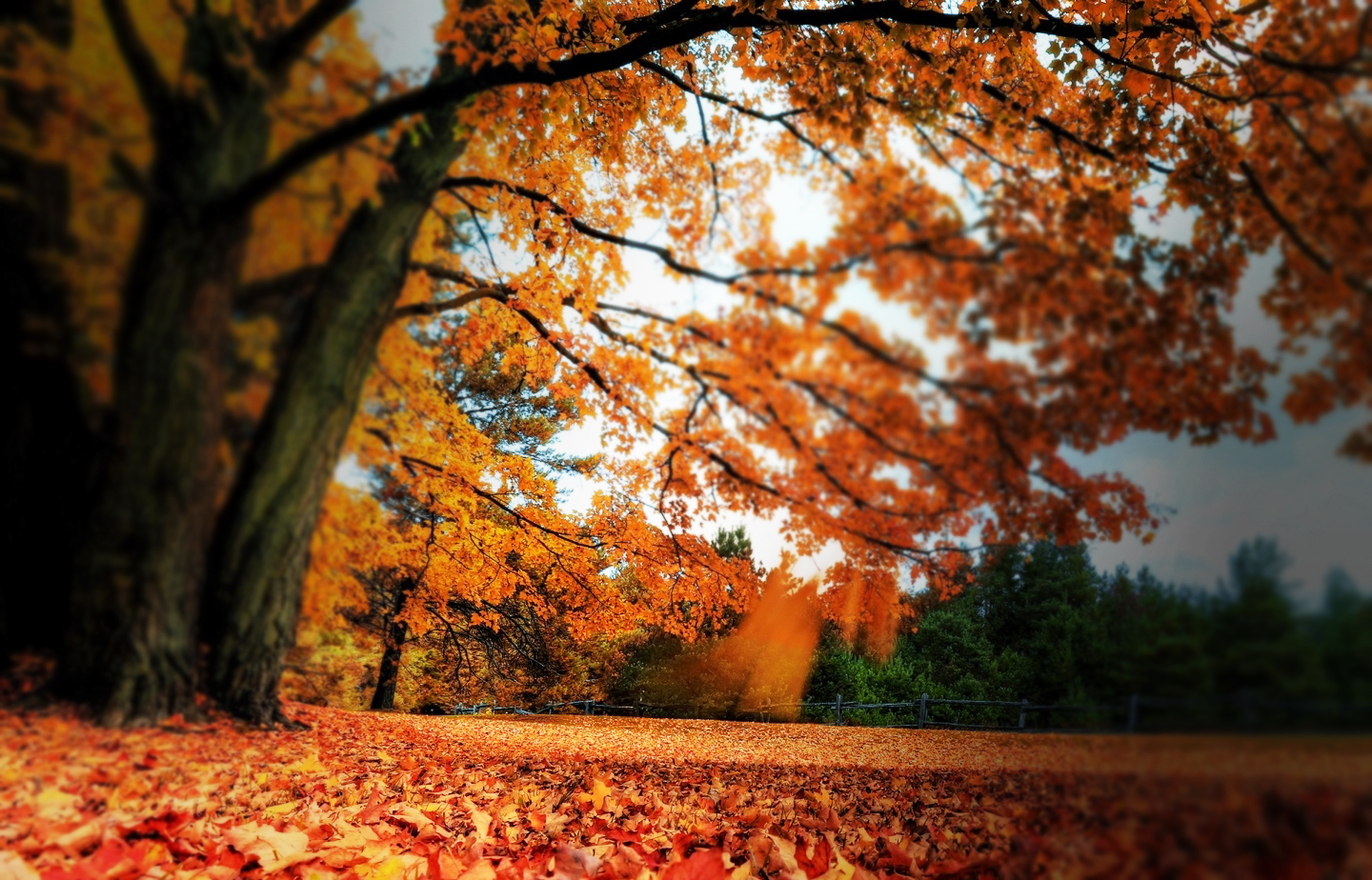 Fonds d'cran Nature Saisons - Automne 