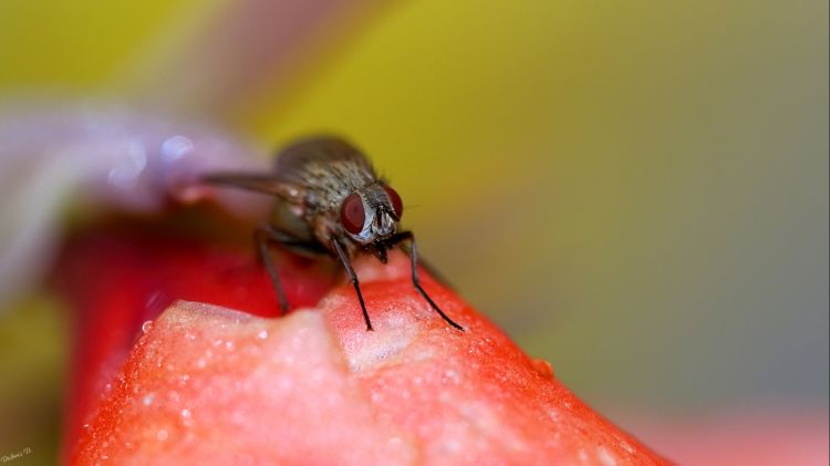 Fonds d'cran Animaux Insectes - Mouches mouche