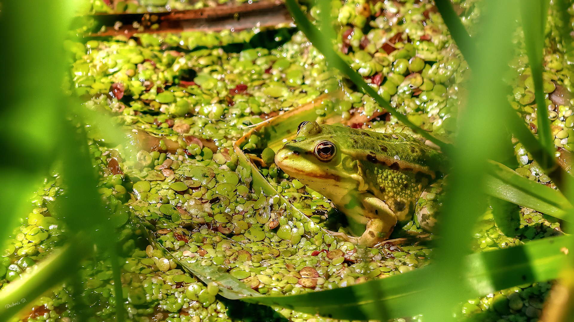 Wallpapers Animals Frogs - Toads la vie en vert 