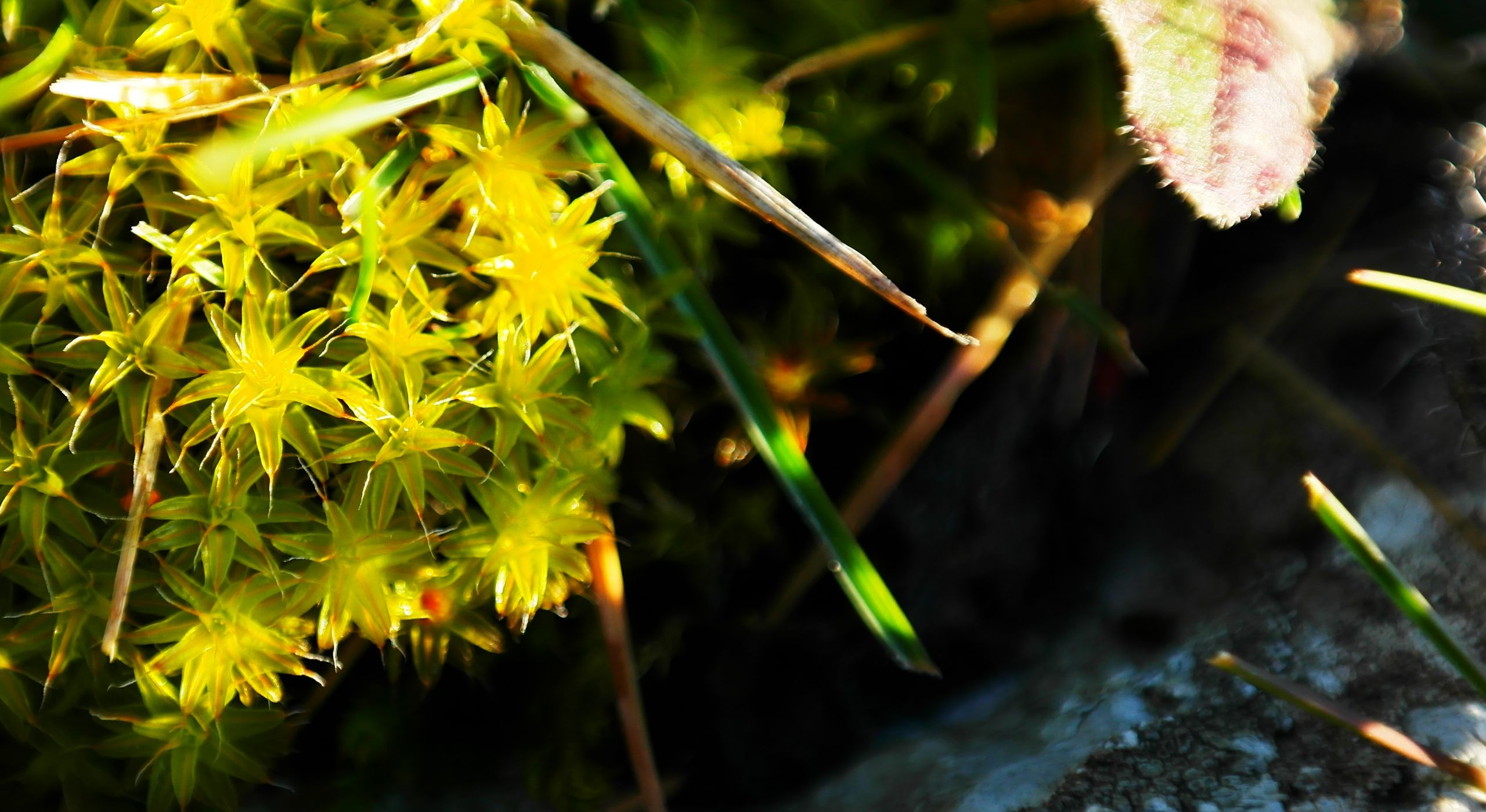 Wallpapers Nature Moss - Lichens 