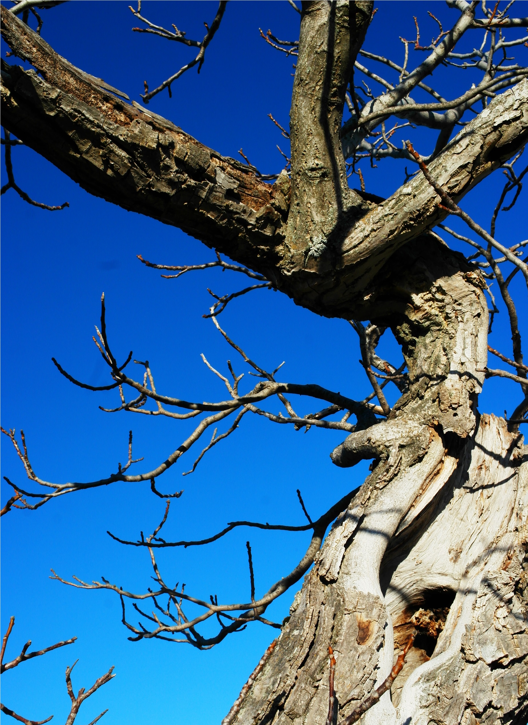 Fonds d'cran Nature Arbres - Forts 