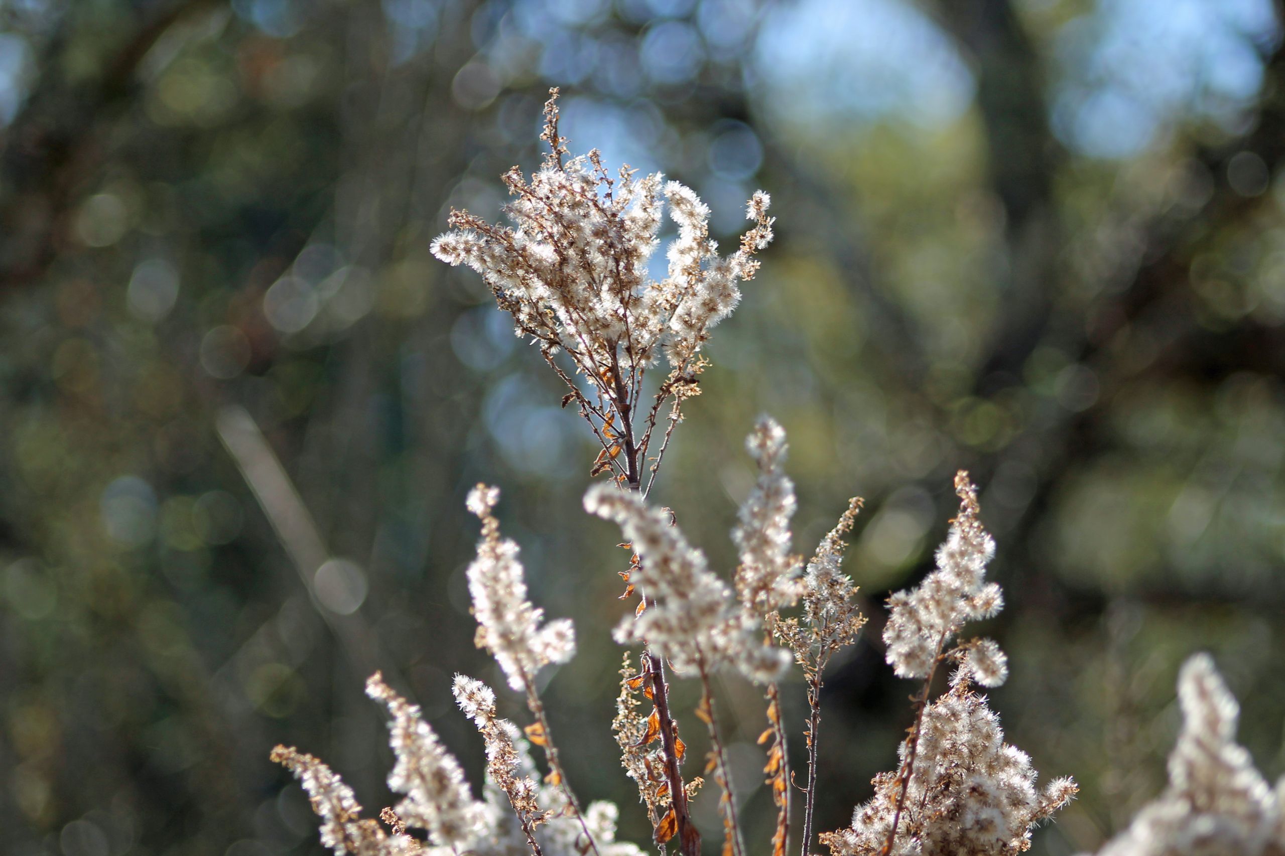 Fonds d'cran Nature Fleurs 