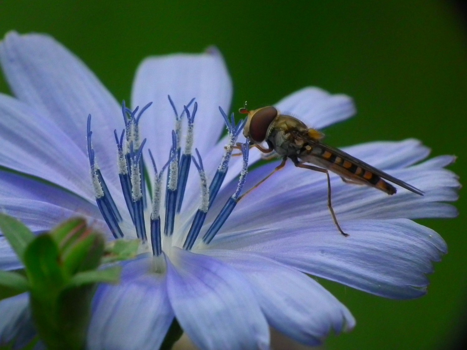 Fonds d'cran Animaux Insectes - Divers 