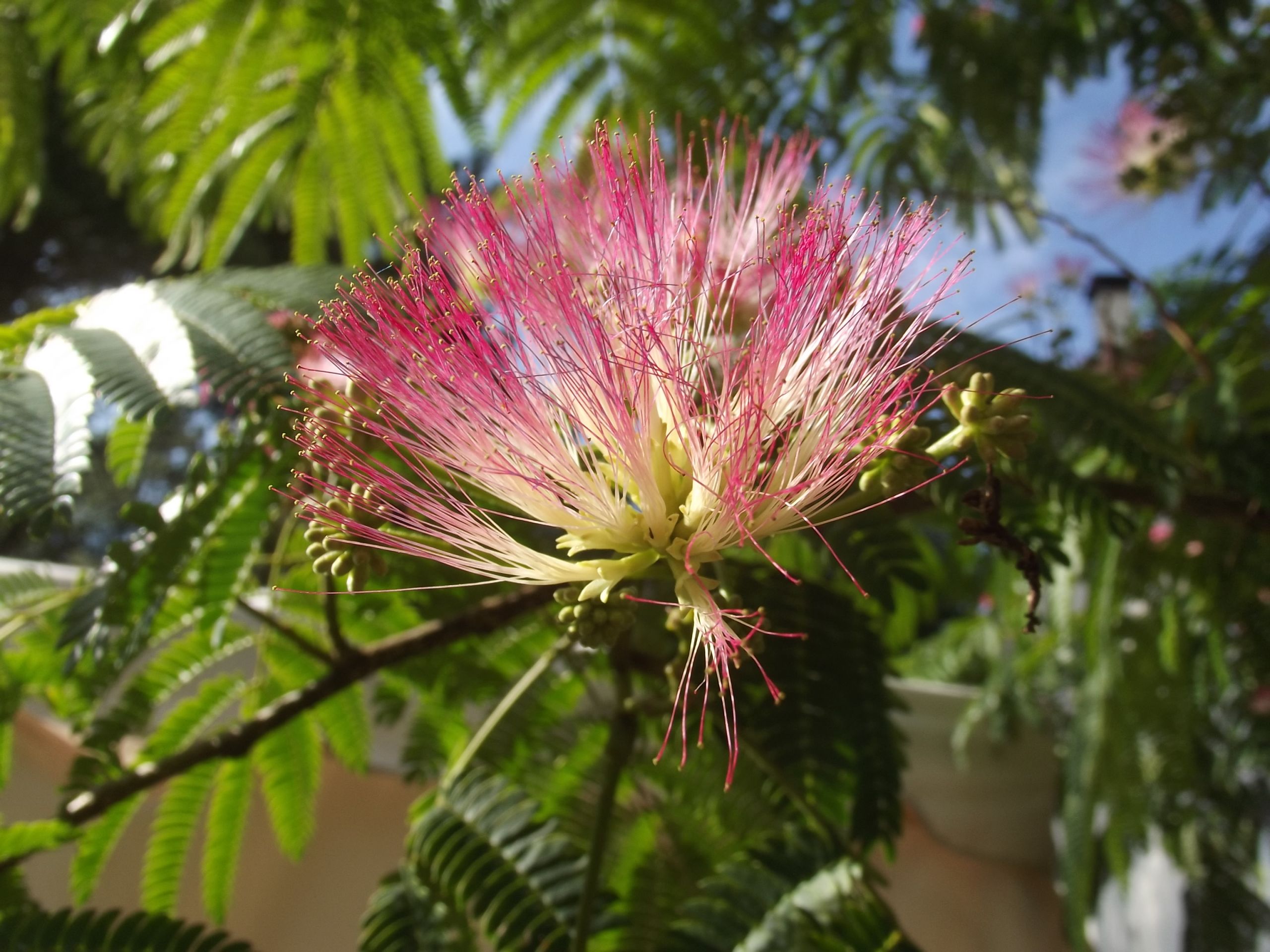 Wallpapers Nature Flowers fleurs