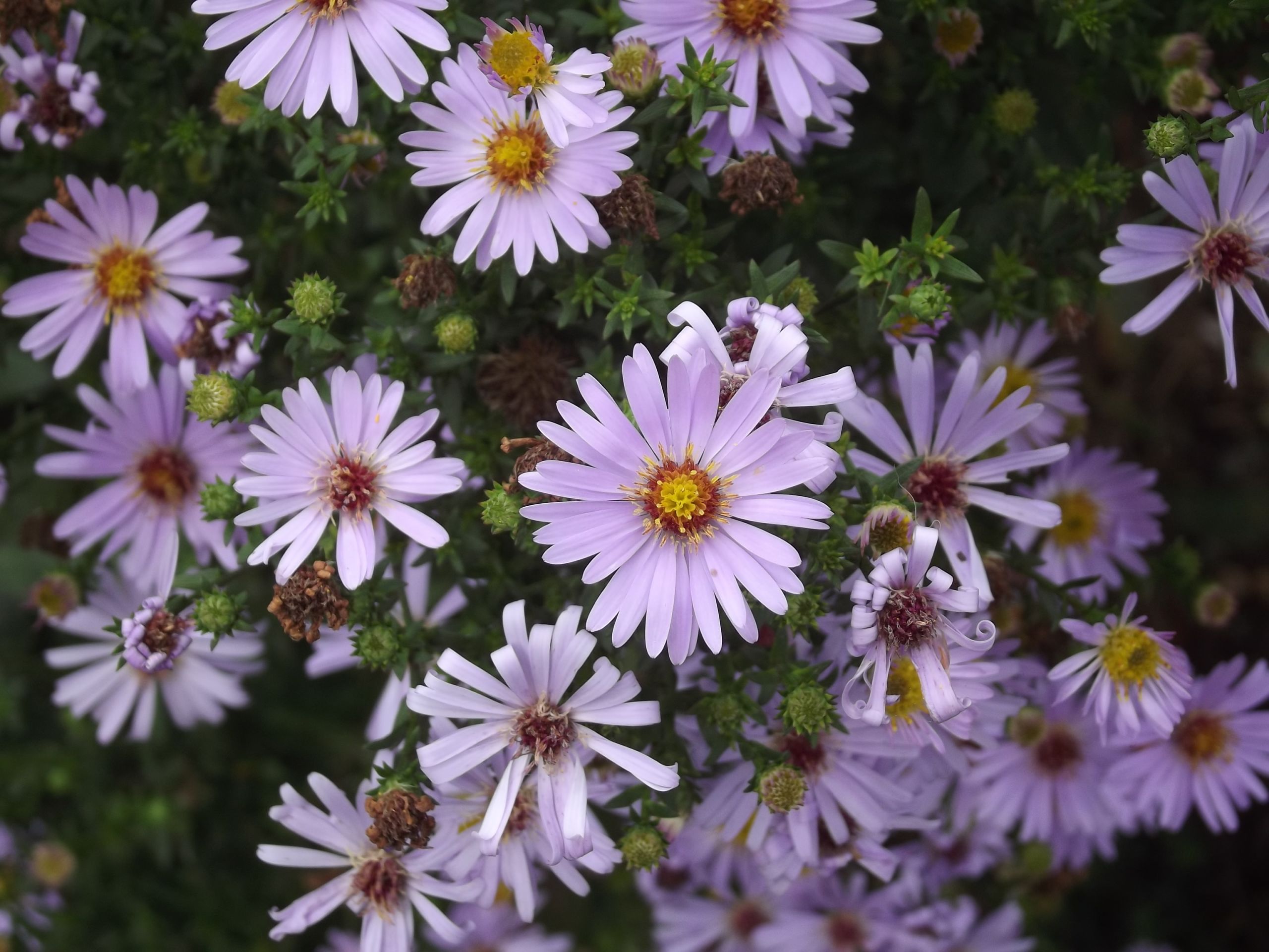 Fonds d'cran Nature Fleurs fleurs