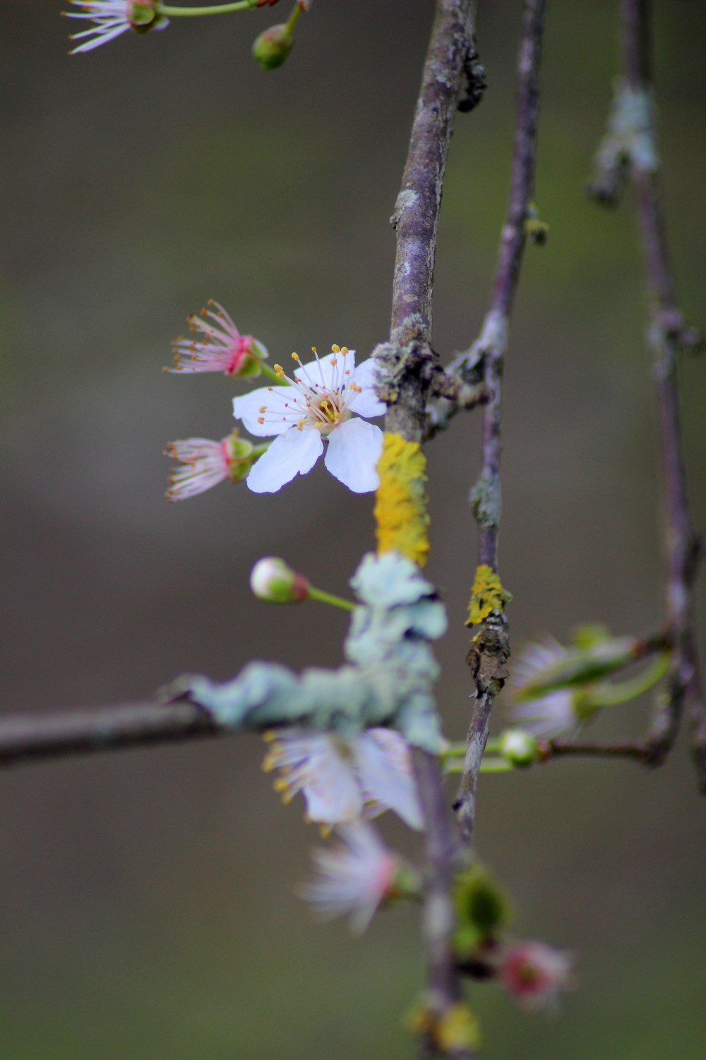 Wallpapers Nature Flowers 