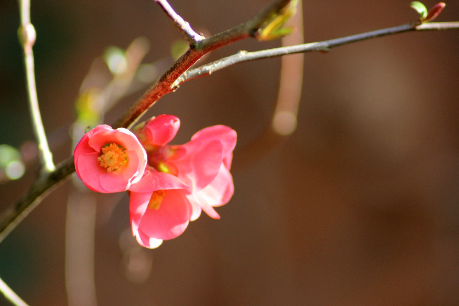 Wallpapers Nature Flowers 