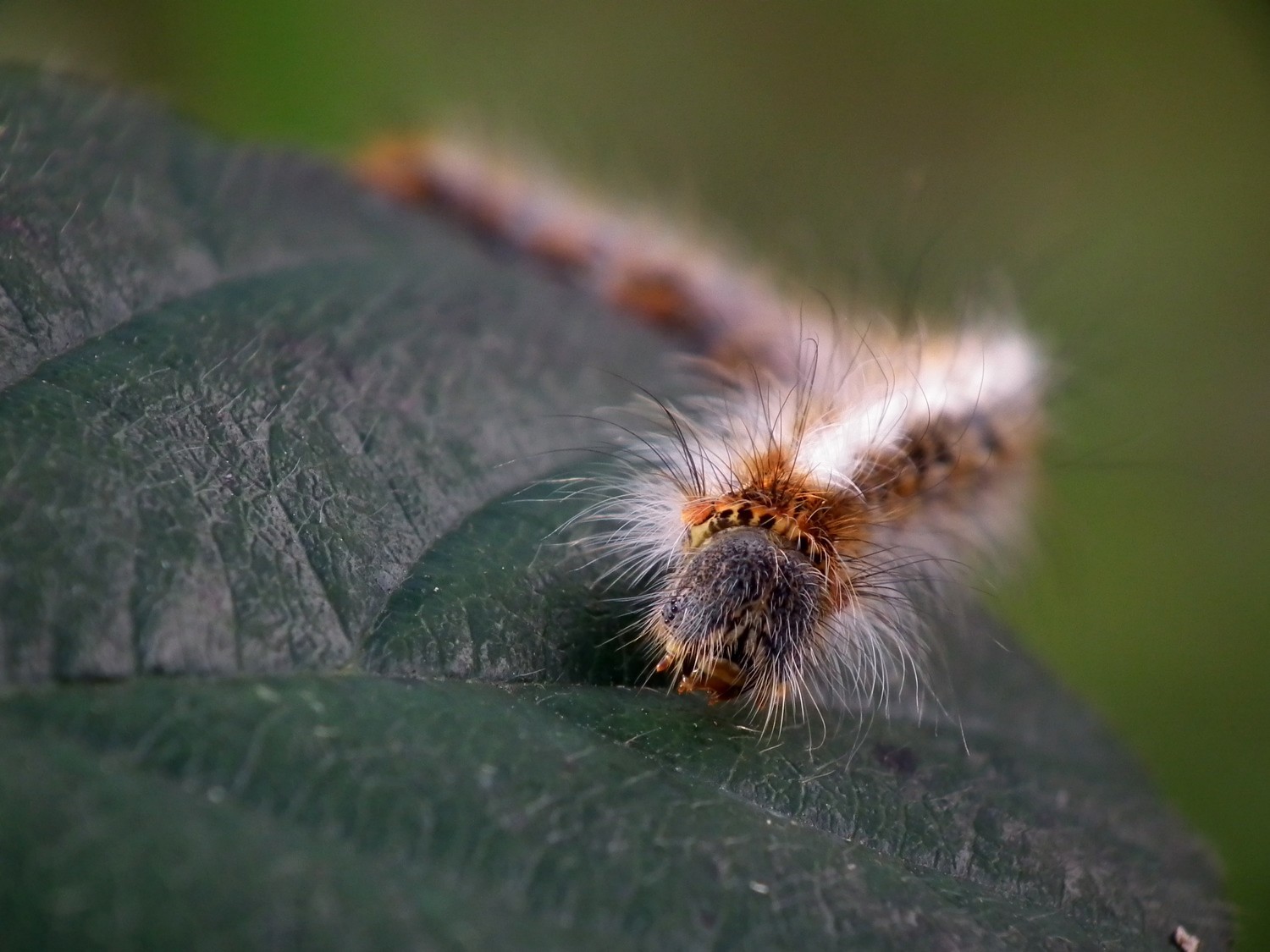 Wallpapers Animals Insects - Caterpillars 