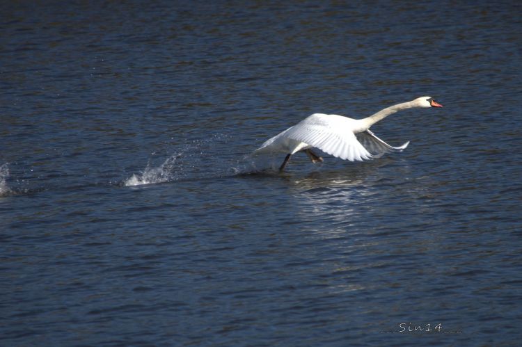 Wallpapers Animals Birds - Swans Cygne