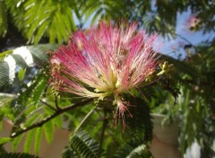  Nature fleurs