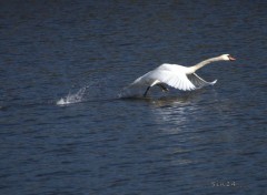  Animals Cygne