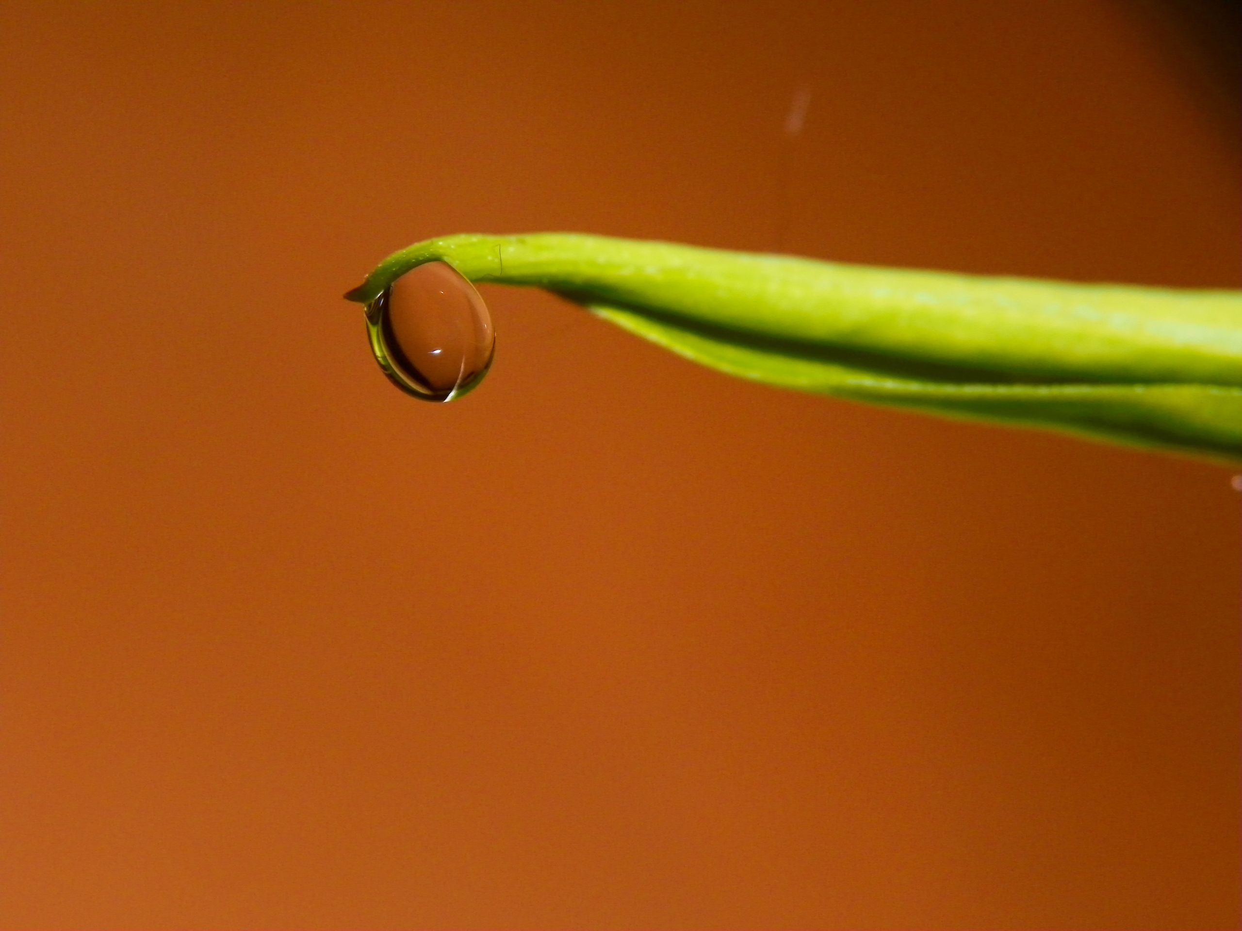 Wallpapers Nature Water - Drops 