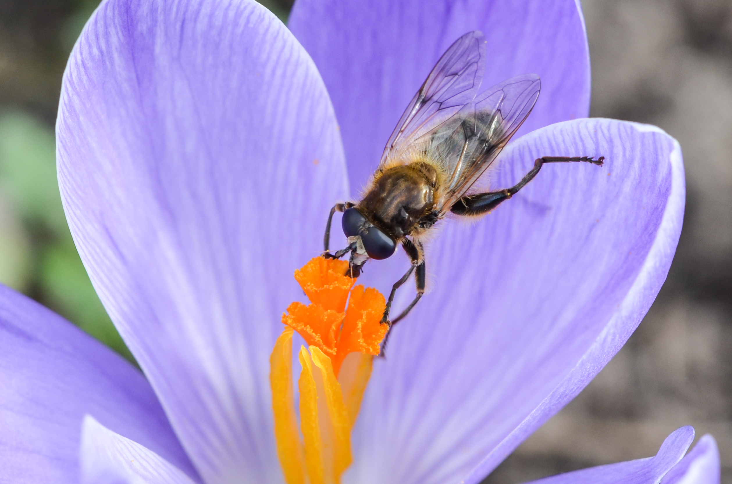 Fonds d'cran Animaux Insectes - Abeilles Gupes ... 