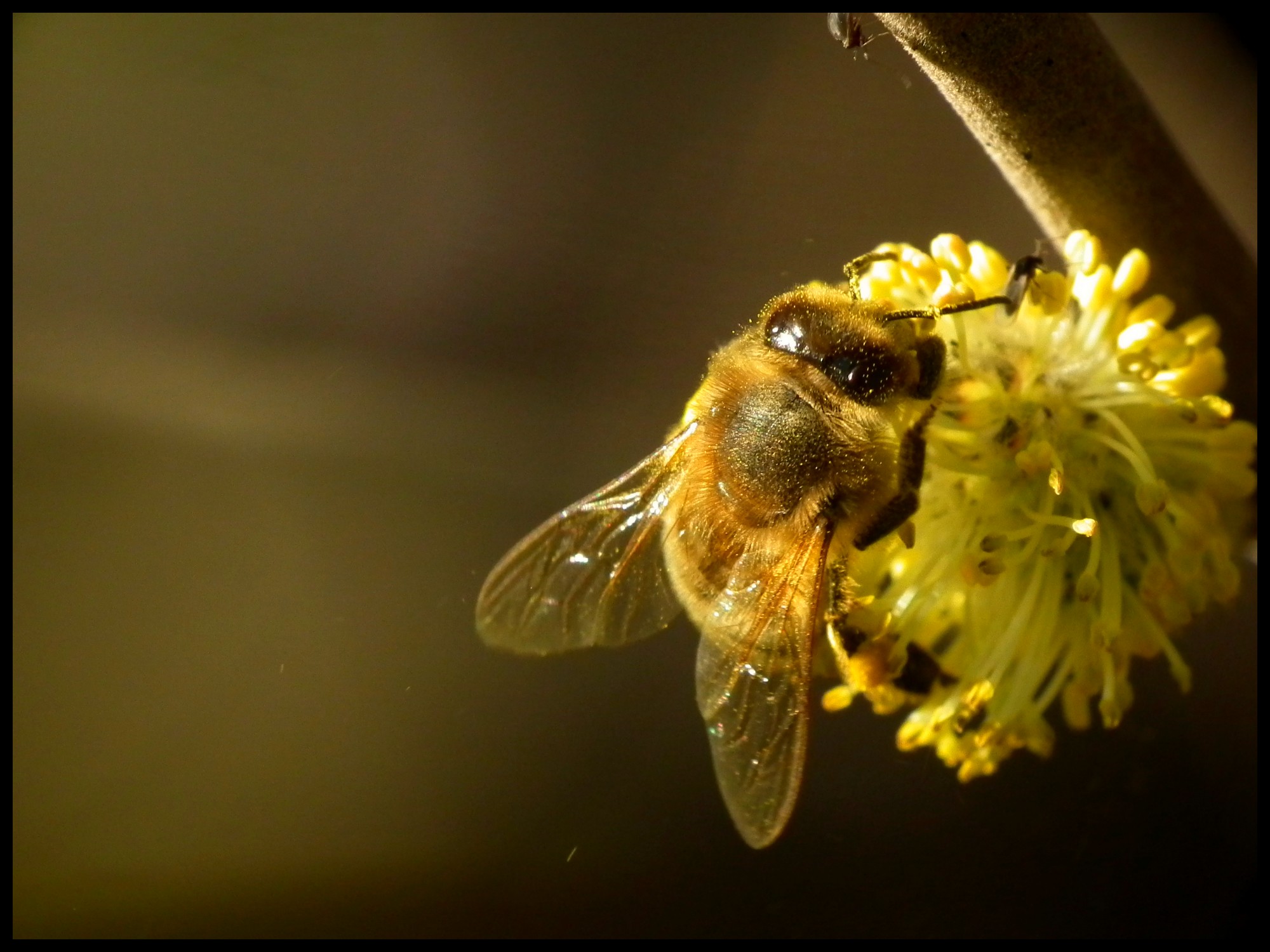 Fonds d'cran Animaux Insectes - Abeilles Gupes ... 