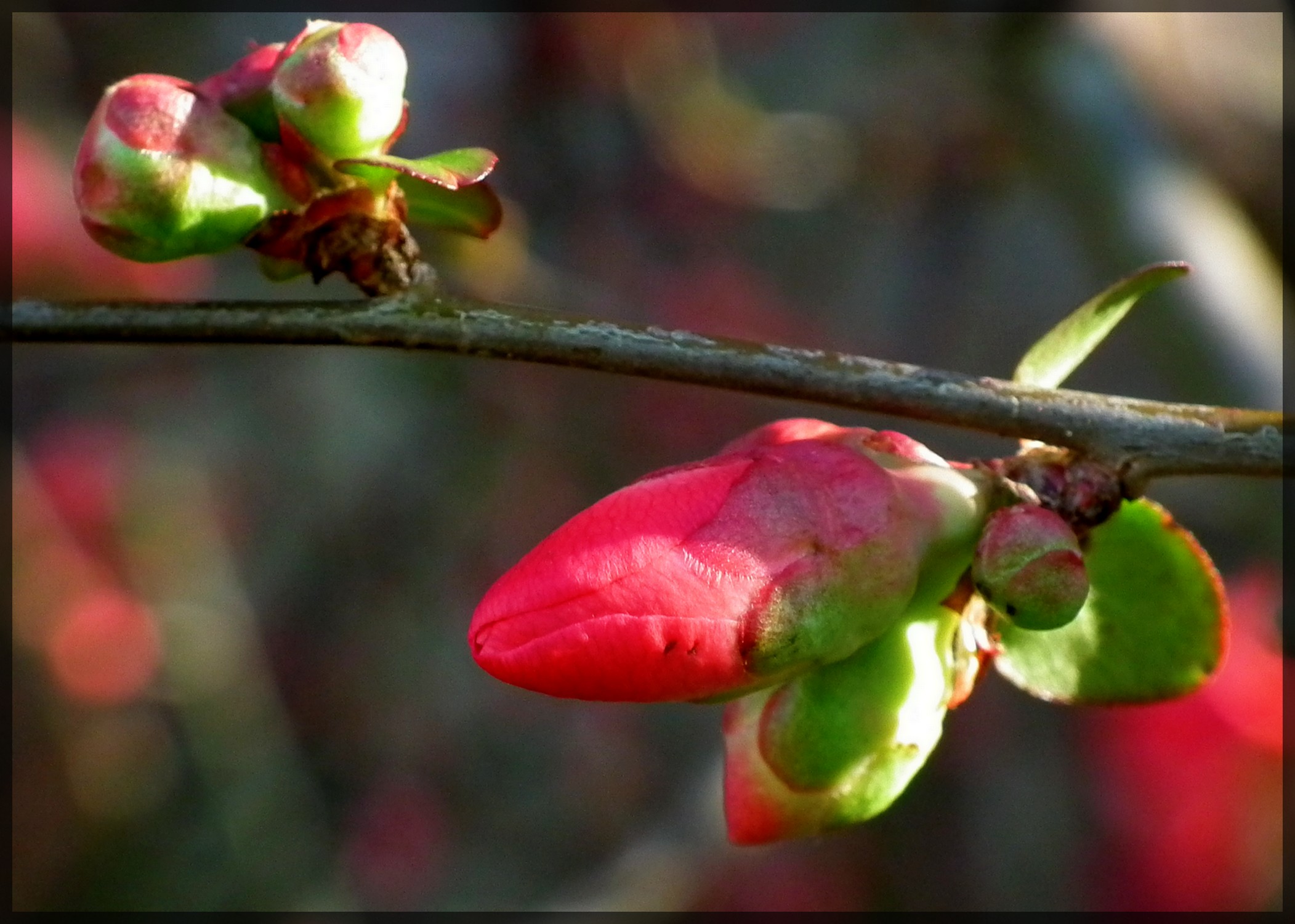 Wallpapers Nature Flowers 