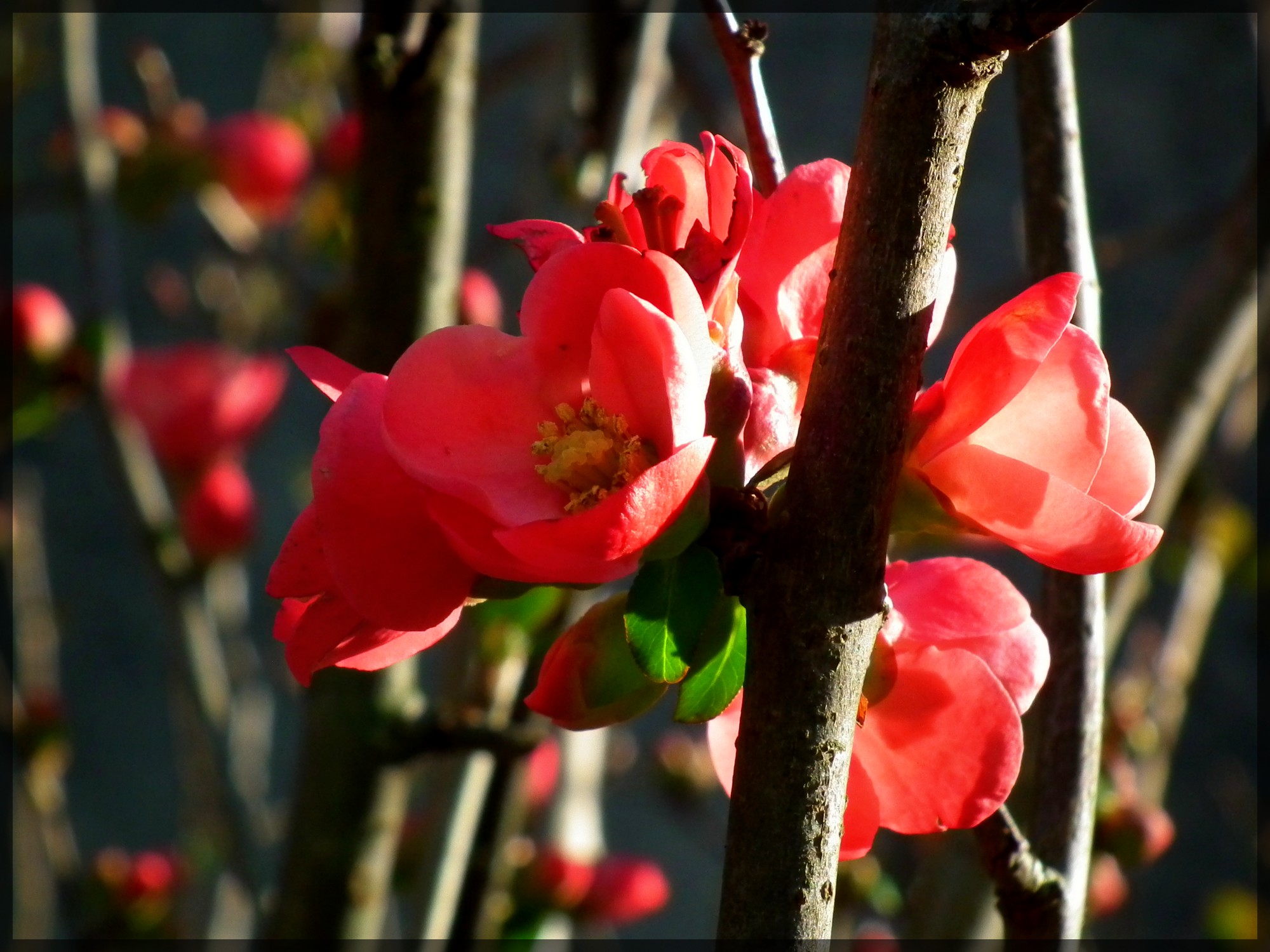 Wallpapers Nature Flowers 