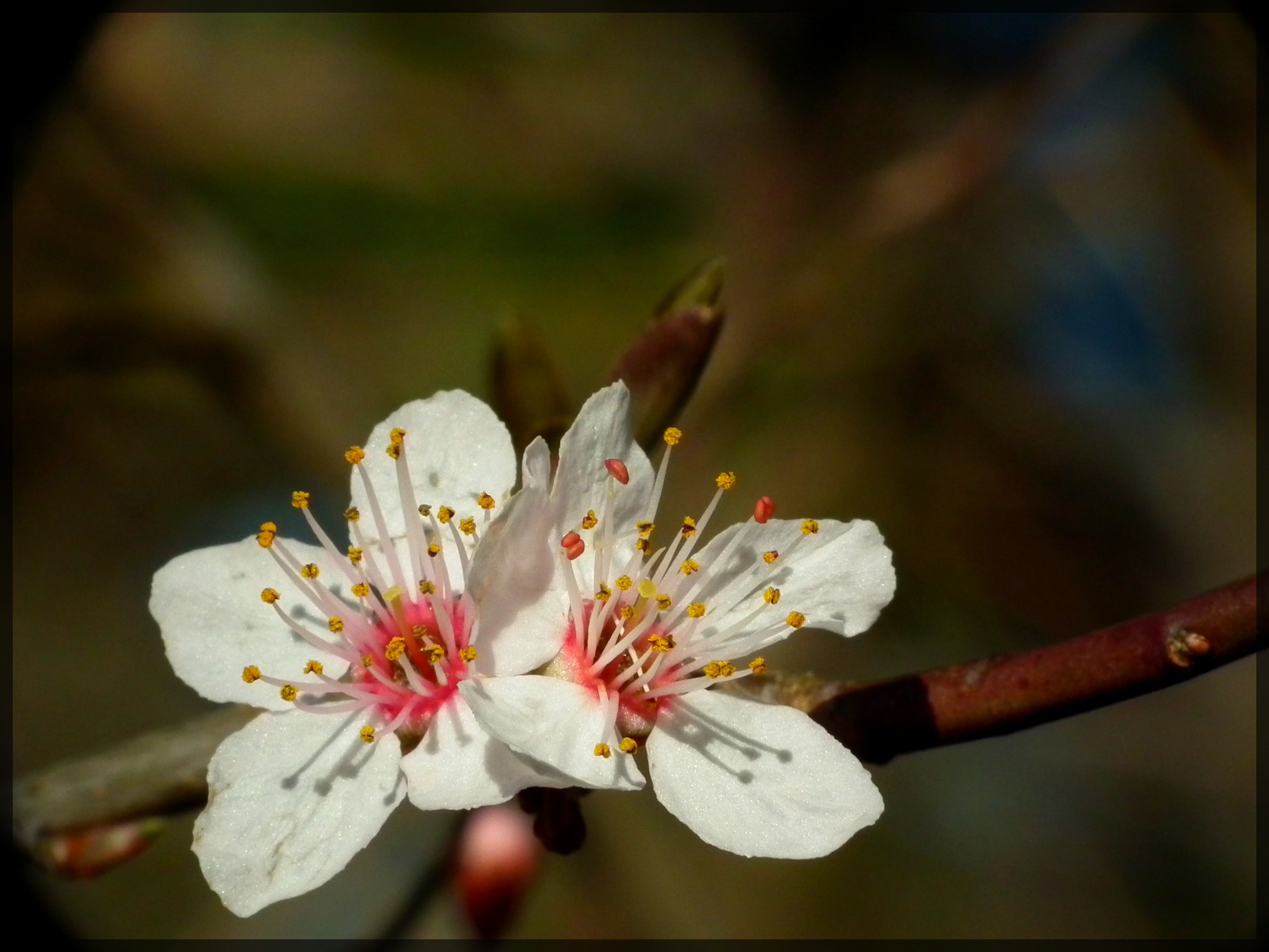 Wallpapers Nature Flowers 