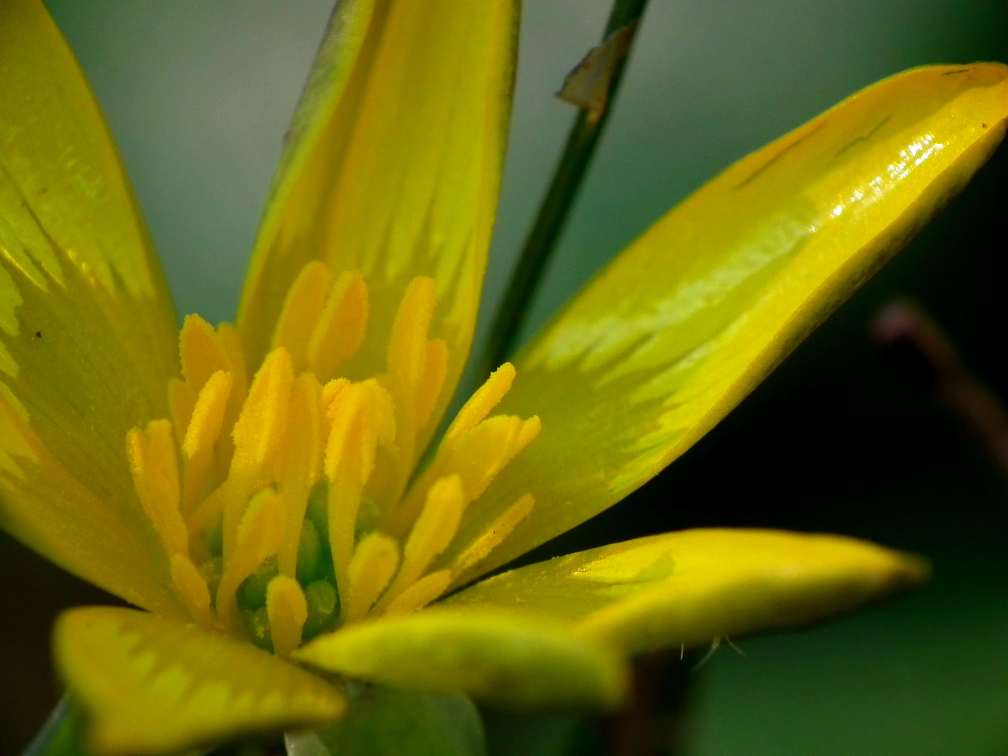 Fonds d'cran Nature Fleurs 