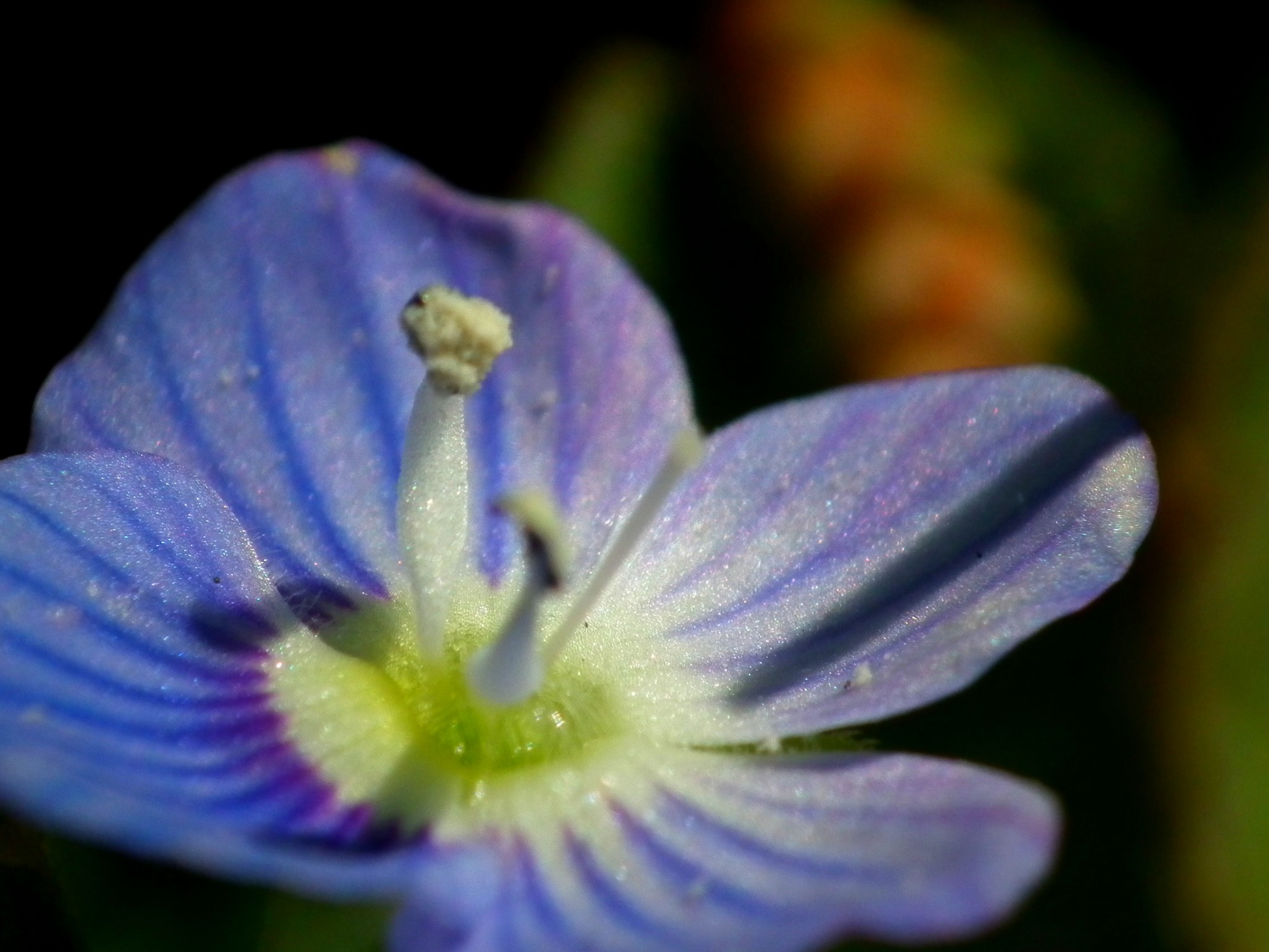 Fonds d'cran Nature Fleurs 