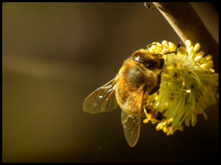 Fonds d'cran Animaux Insectes - Abeilles Gupes ... Wallpaper N370487