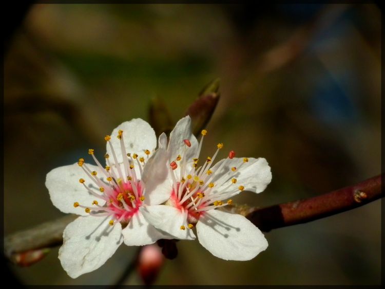 Fonds d'cran Nature Fleurs Wallpaper N370491