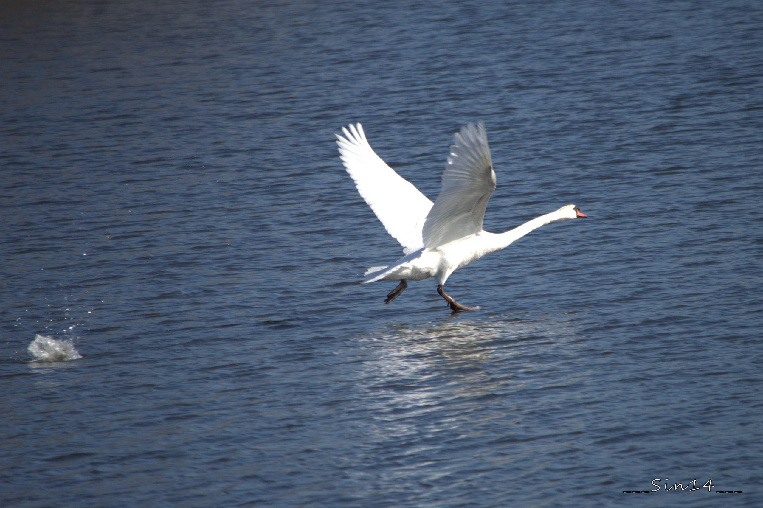 Wallpapers Animals Birds - Swans Cygne