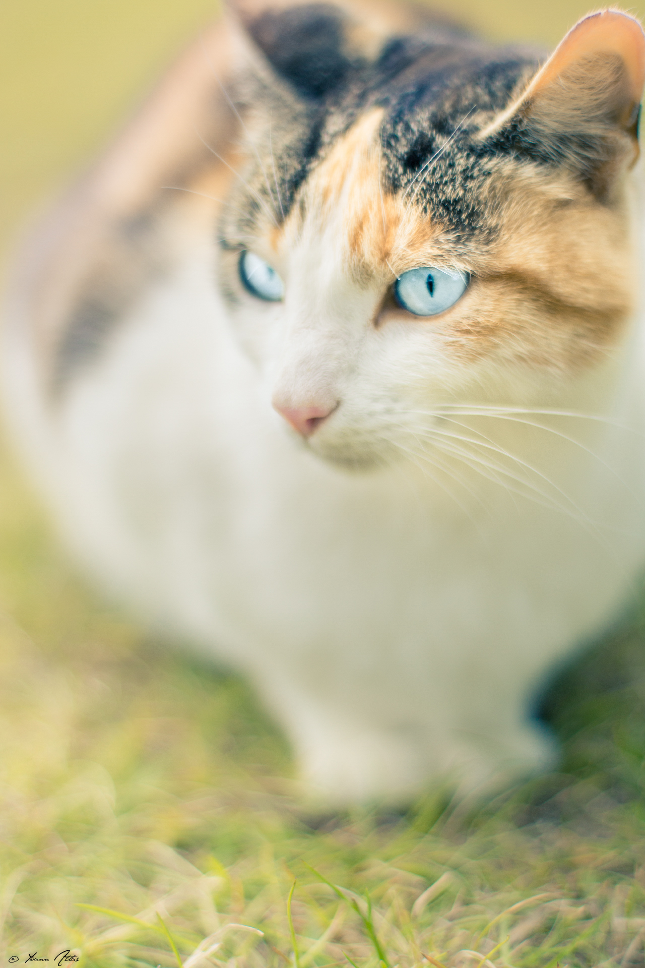 Fonds d'cran Animaux Chats - Chatons Blue Eyes