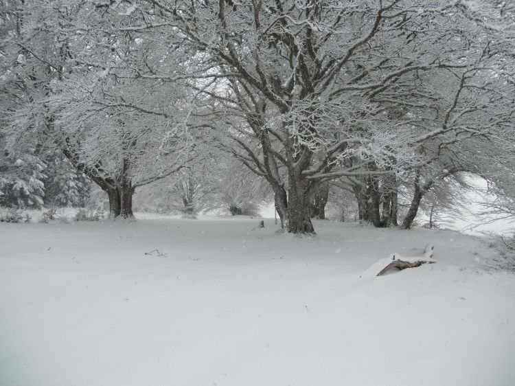 Wallpapers Trips : Europ France > Auvergne Promenade hivernale en Auvergne 2013