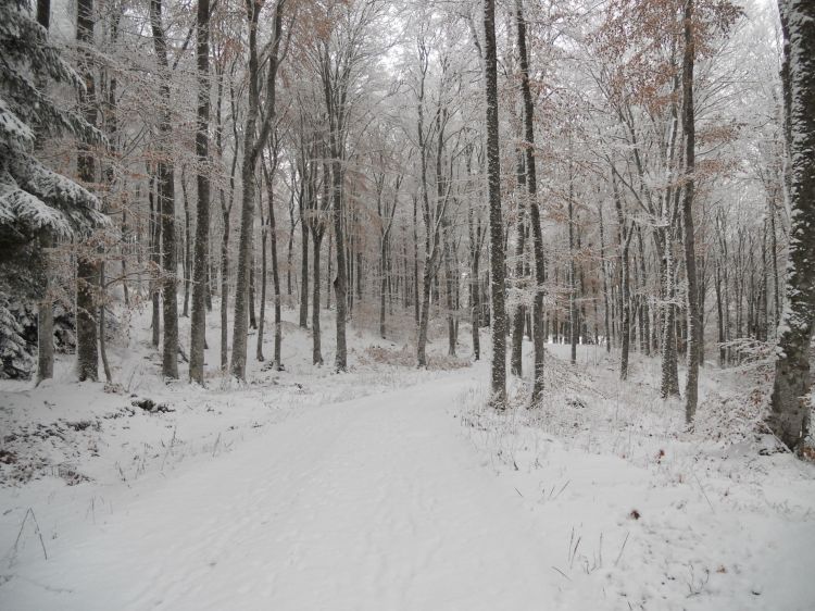 Wallpapers Trips : Europ France > Auvergne Promenade hivernale en Auvergne 2013