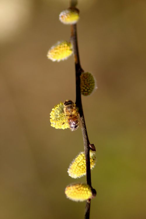 Fonds d'cran Animaux Insectes - Abeilles Gupes ... Wallpaper N370541