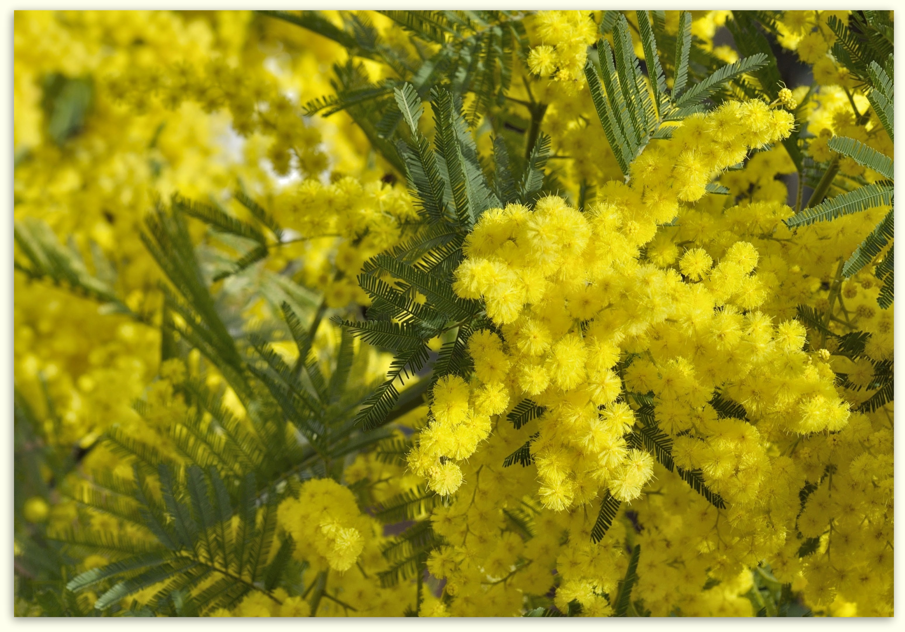 Fonds d'cran Nature Fleurs Mimosa