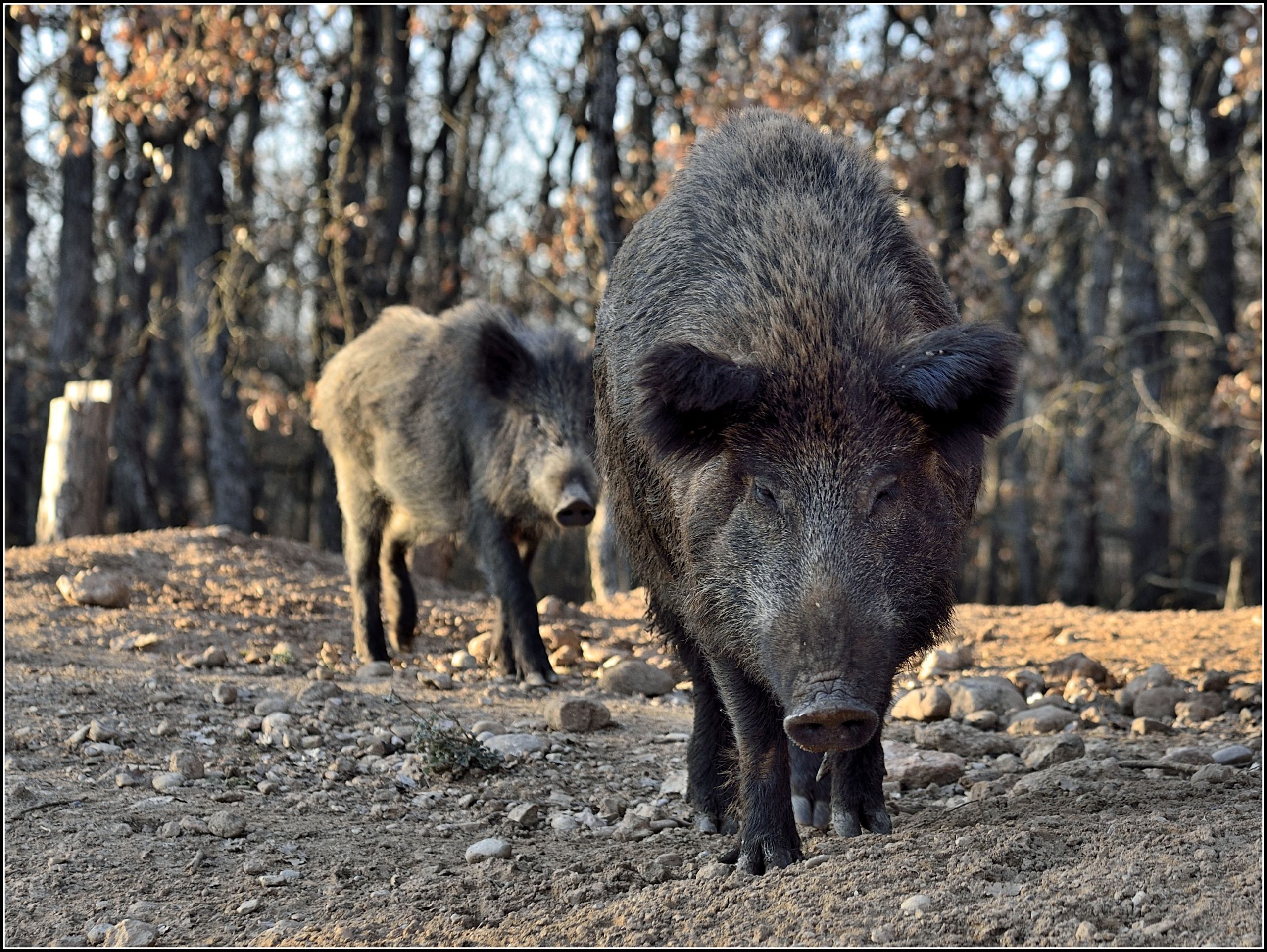 Fonds d'cran Animaux Sangliers - Phacochres 