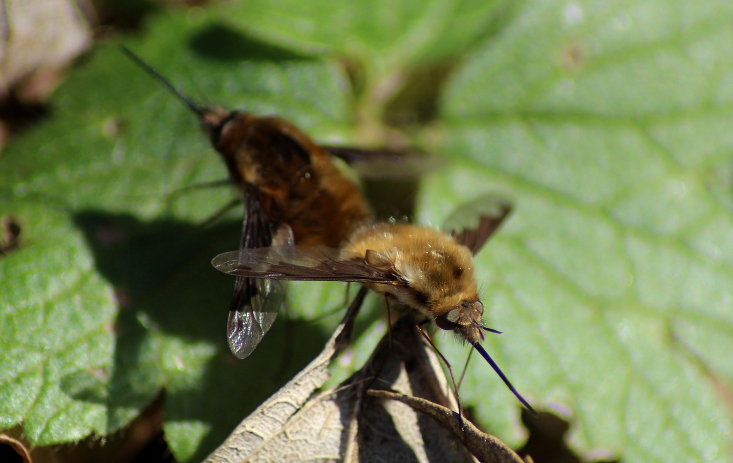 Wallpapers Animals Insects - Bombyles 