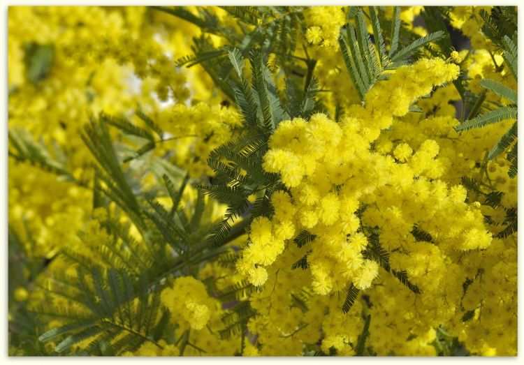 Fonds d'cran Nature Fleurs Mimosa