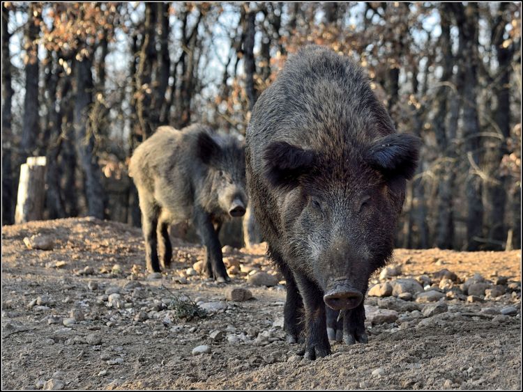 Fonds d'cran Animaux Sangliers - Phacochres Wallpaper N370551